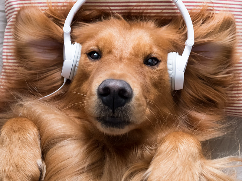 Músicas para cachorros: Como influenciam no bem-estar do pet