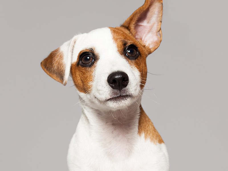 Como saber se meu cachorro está surdo ou ouvindo mal?