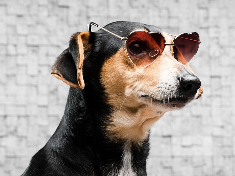 Sinais de doenças cardíacas em pets