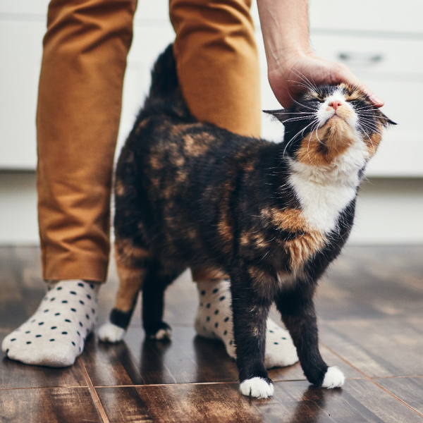 Por que gatos se esfregam na gente?