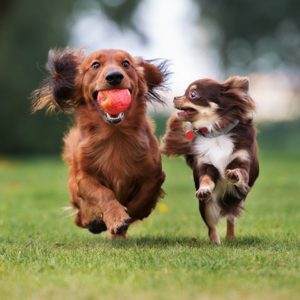 Dicas para ter dois cães vivendo juntos na mesma casa