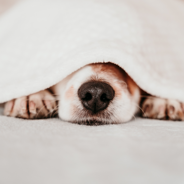 Cachorro Dormindo Muito: É Normal?