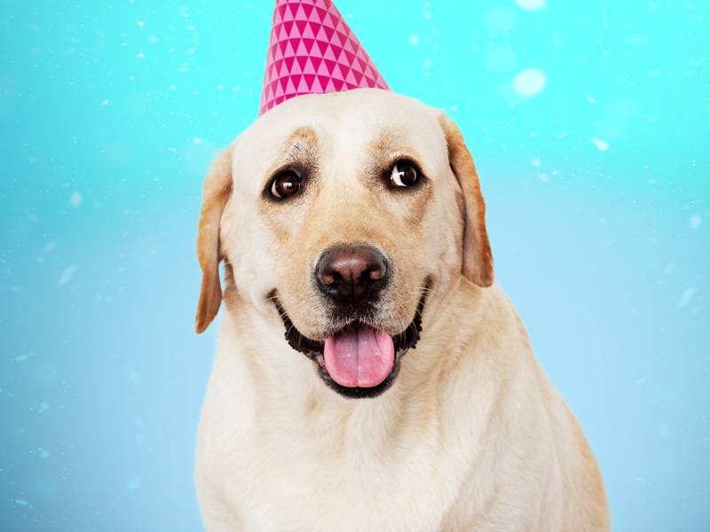 Como saber a idade humana do seu cão?