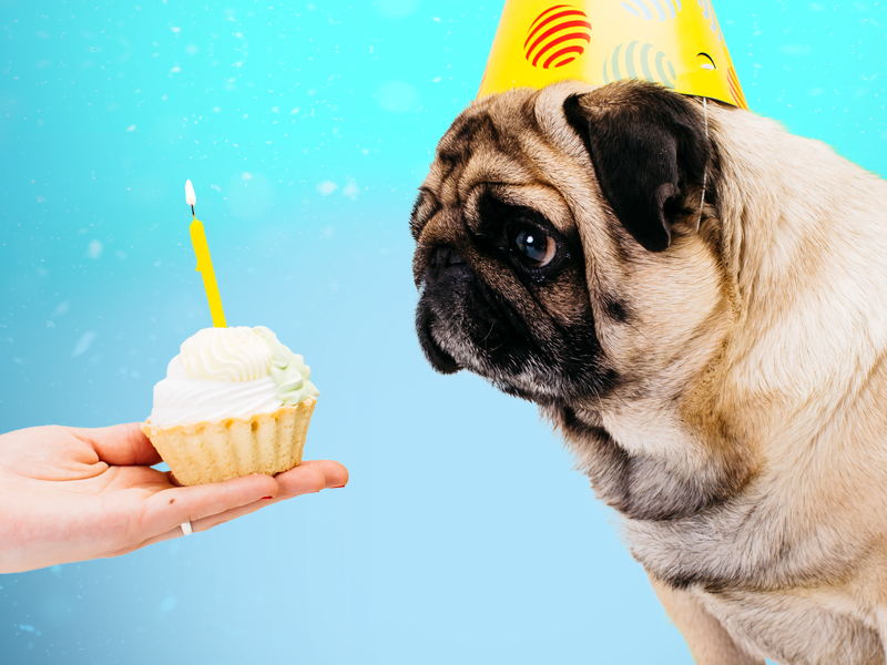 Os cães podem comer doce?