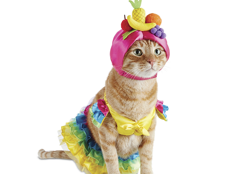 Cuidados para cair na folia com seu pet