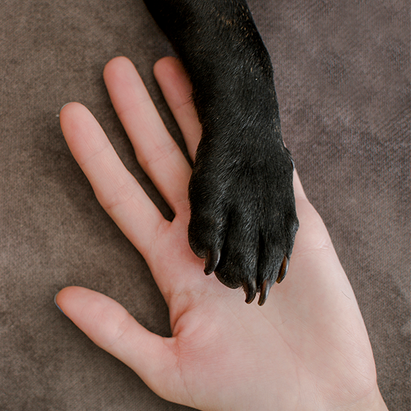 É possível prolongar a vida do Pet?