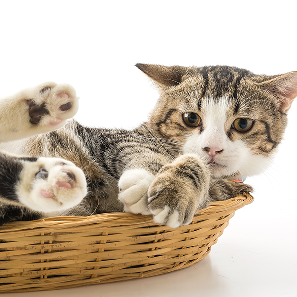 Castrar ou não castrar?