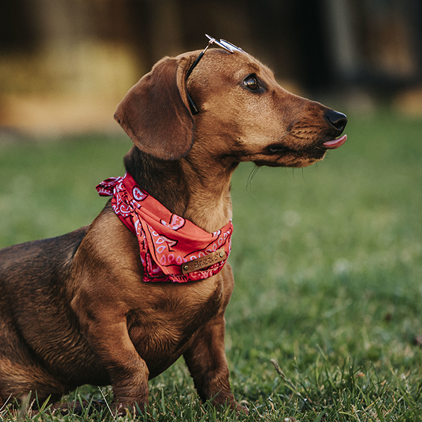 Posso comer esse matinho?