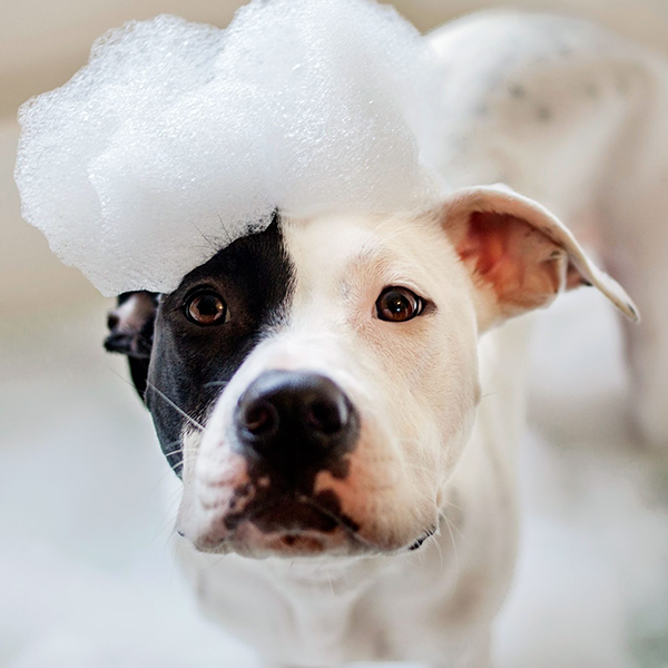 Banho de novo mamãe?