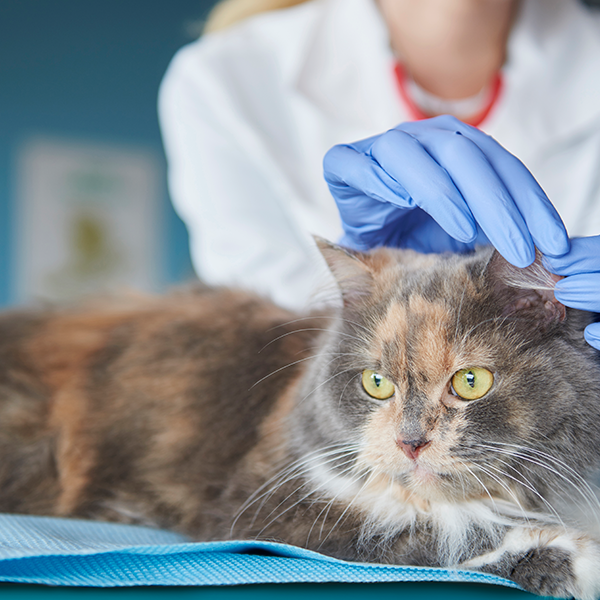 Um check-up pode salvar o seu Pet