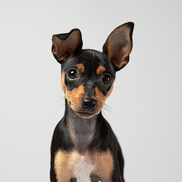 Eu sou o “dono do pedaço”