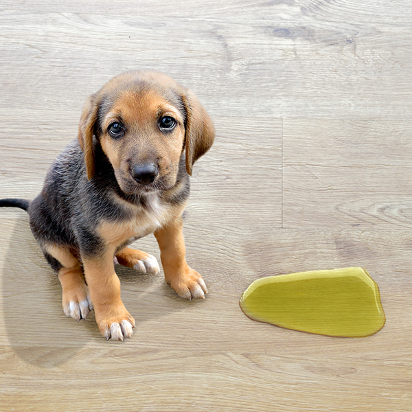 Xixi pela casa de novo?