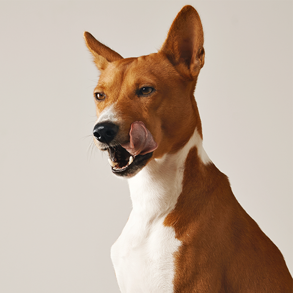 Você sabia que os cães têm 28 dentes de leite, que são substituídos por 42 dentes permanentes?