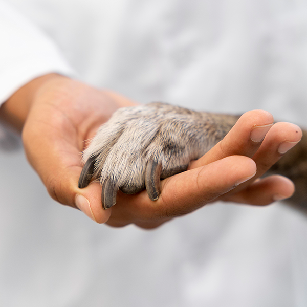 O seu cachorro também tem impressão digital