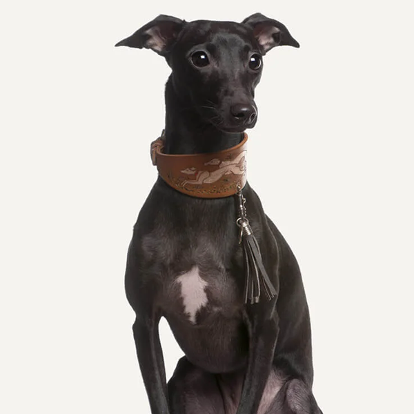 Conheça o cão mais veloz do mundo