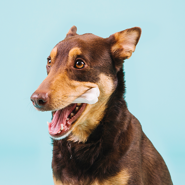 Cães devem comer ossos?