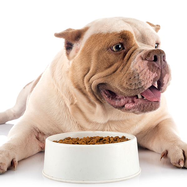 Meu cão está gorducho, preciso me preocupar?