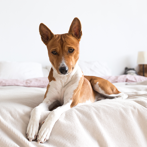 Dicas para deixar o seu cão sozinho em casa