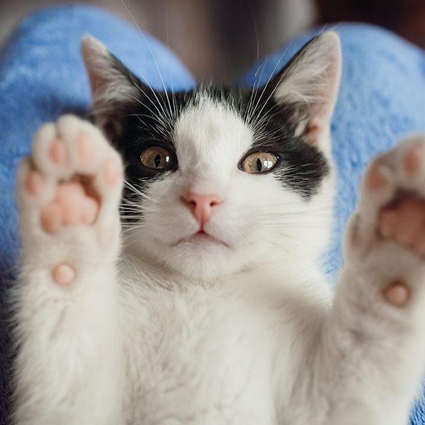 Gatos também demonstram afeto. Saiba identificar os sinais