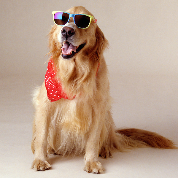 Cegueira em cachorro pode ser evitada