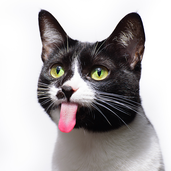 Gatos também sentem calor e muito!