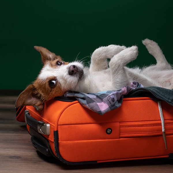 Vai levar o Pet na viagem? Fique atento às dicas