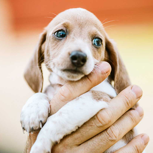 Quer adotar um Pet? Faça uma escolha consciente
