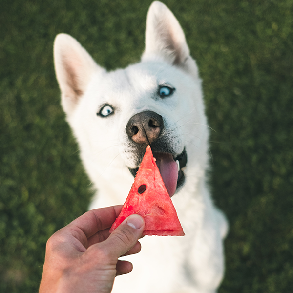 Frutas para os Pets? Saiba quais são permitidas
