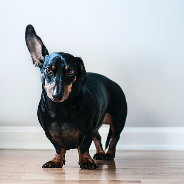 Cuidado: obesidade em animais também é perigoso