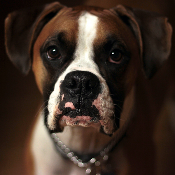 Cão com dificuldade de enxergar a noite? Cuidado, pode ser sinal de cegueira