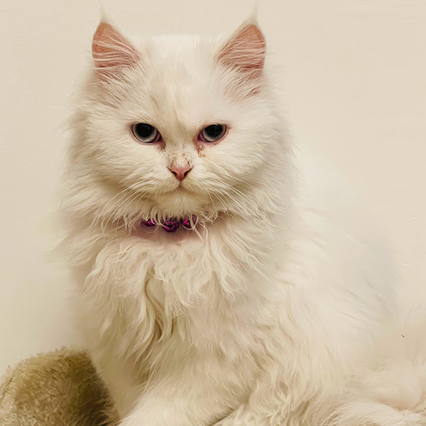 Já ouviu falar em Síndrome do gato nervoso?