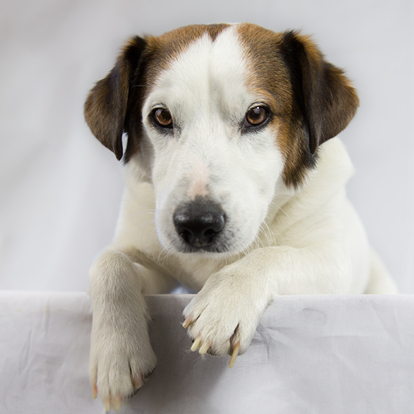 O seu cachorro engasgou? O que fazer?