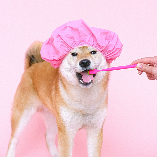 Seu Pet já escovou os dentes hoje?