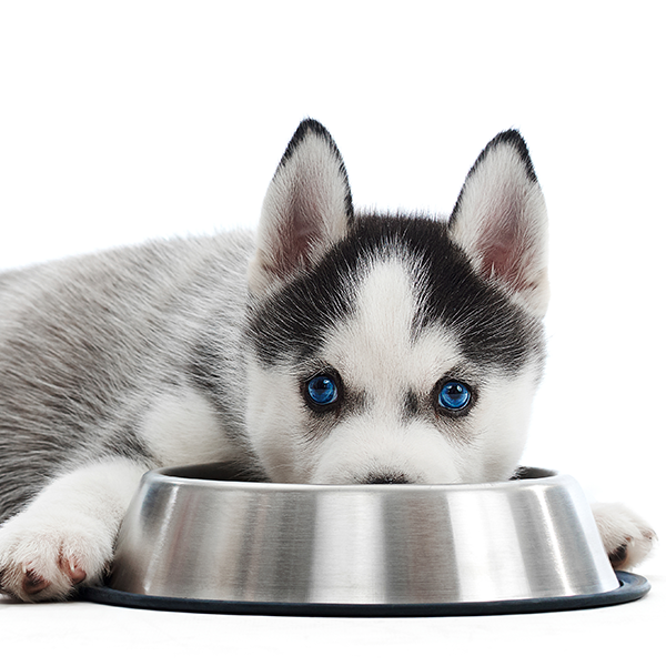 Seu cão não come quando está sozinho?