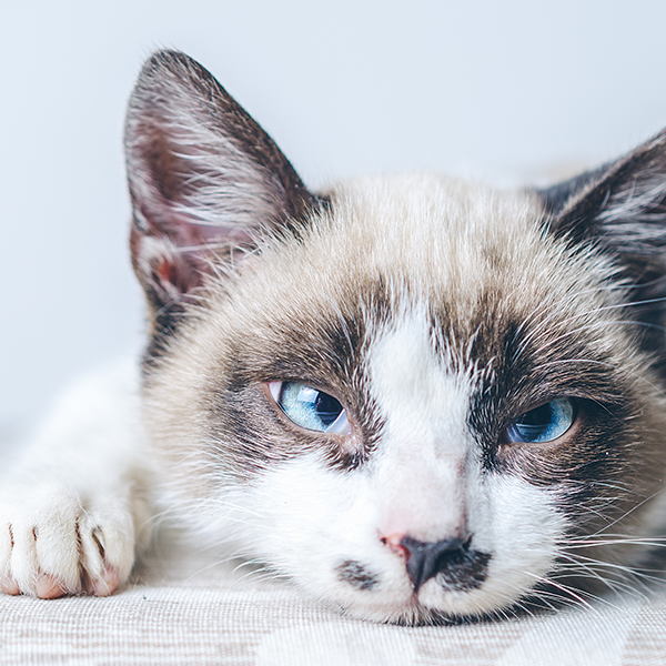 Rinotraqueíte = gripe felina