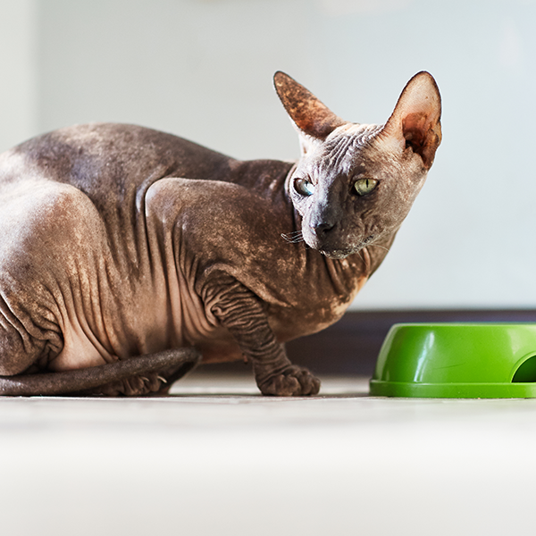 Qual ração devo comprar para meu gato?