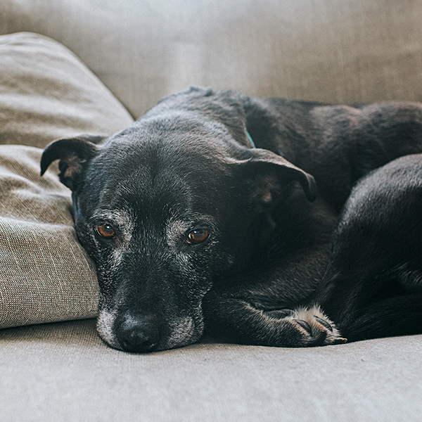 Respiração ofegante em cães idosos