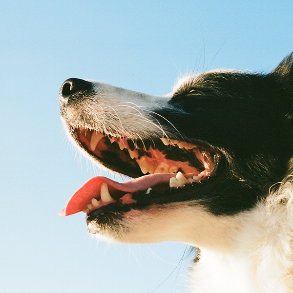Limpeza de tártaro é fundamental para a saúde do seu Pet