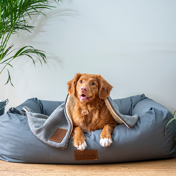 Pets devem usar roupas no inverno?