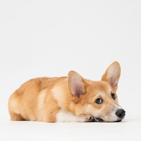 Cães ficam tristes após a tosa?