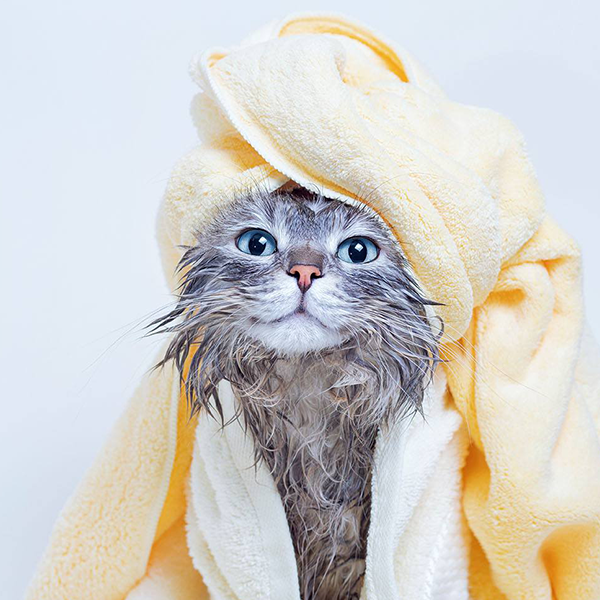 Não transforme a hora do banho do seu gato em uma guerra