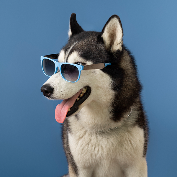 Doenças oculares em cães. Saiba quais são as mais comuns