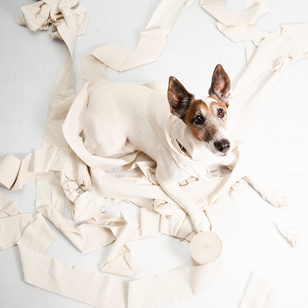 Cão destruidor