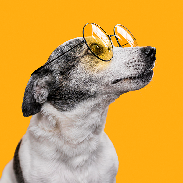 Doenças renais: principais doenças de cães idosos