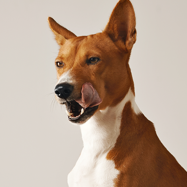 Cachorro tem dor de dente?