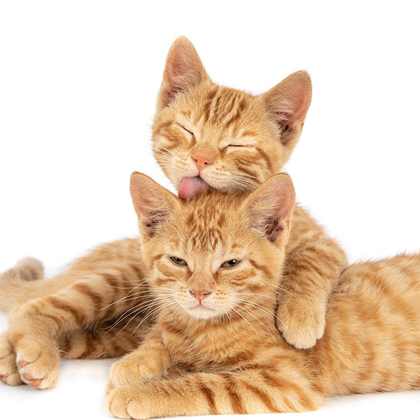 Gatos Tricobezoares = bolas de pelos