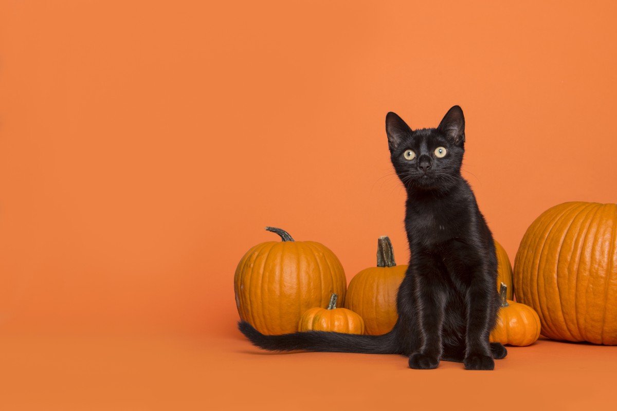 Halloween e os gatos pretos: do mito à conscientização Introdução