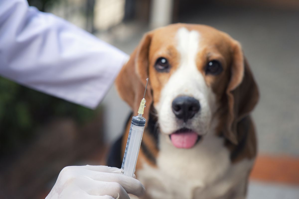 Vacinação de cães e gatos: por que não atrasar e quais os riscos para a saúde do pet