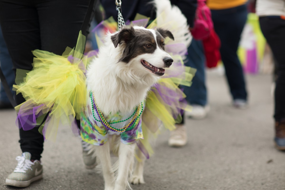 Carnaval e pets: cuidados essenciais para manter cães e gatos seguros durante a folia