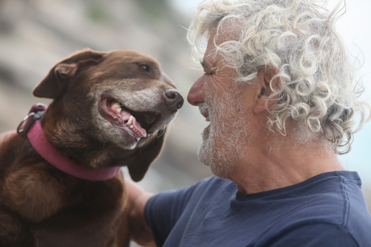 Pets idosos: cuidados especiais para garantir qualidade de vida e bem-estar